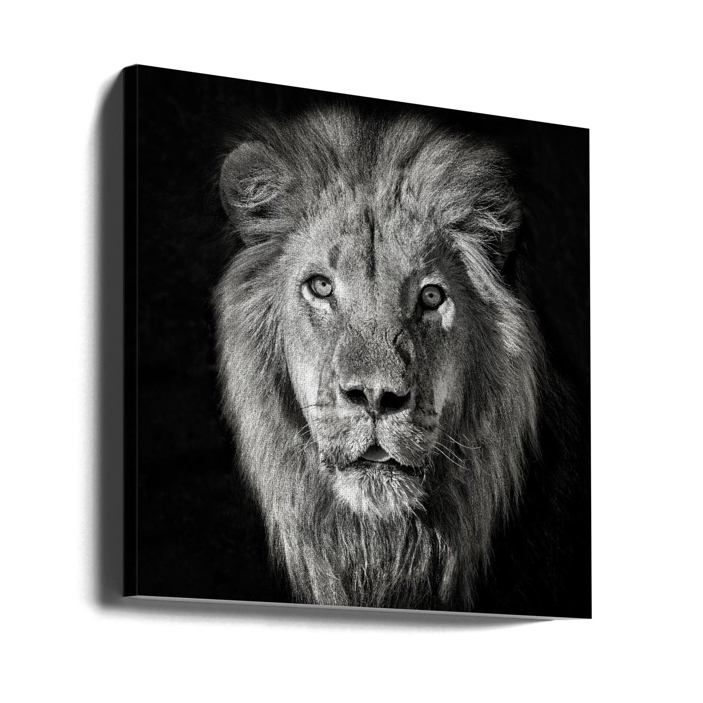 Portrait de lion-Panthera Leo | Tableaux sur Toile