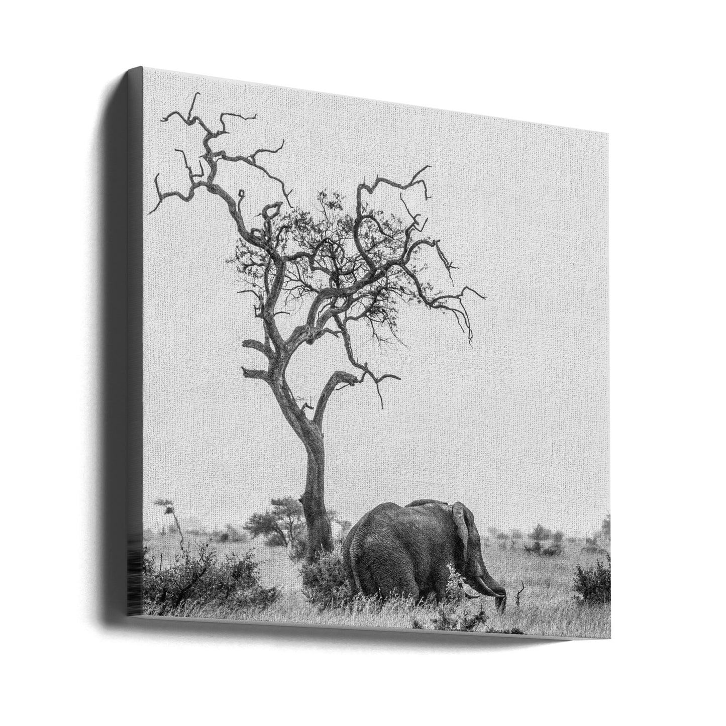 L'albero e l'elefante | Stampe su Tela