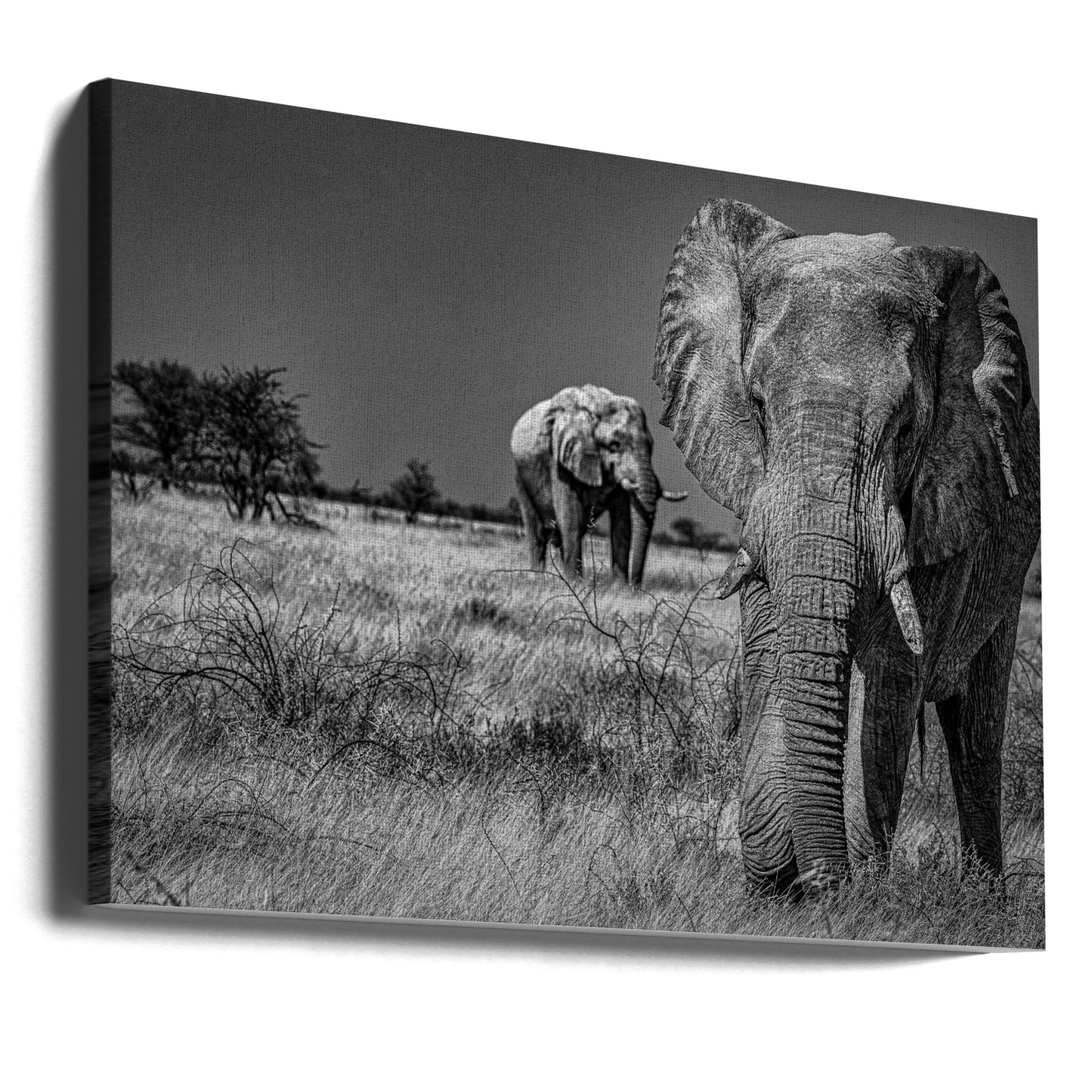 Elefantfält | Canvas