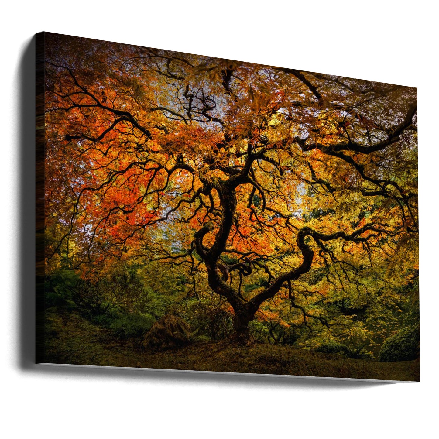 Lönnträdet | Canvas