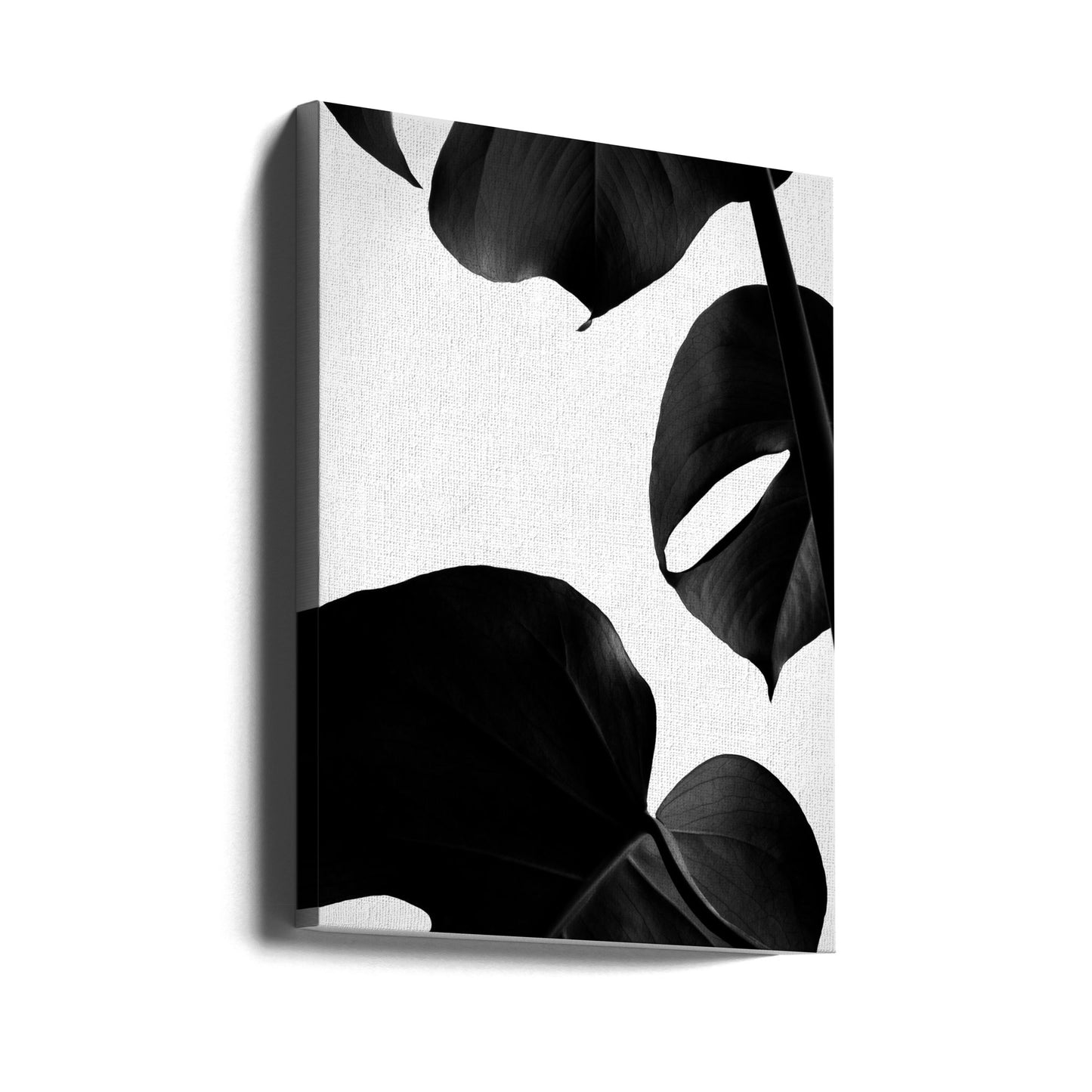 Contraste Monstera | Tableaux sur Toile