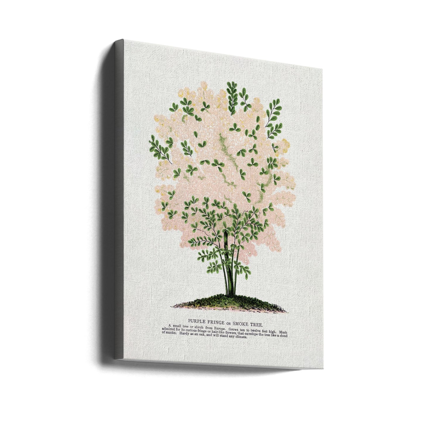 Litografía del árbol con flecos morados | Impresiones en Lienzo
