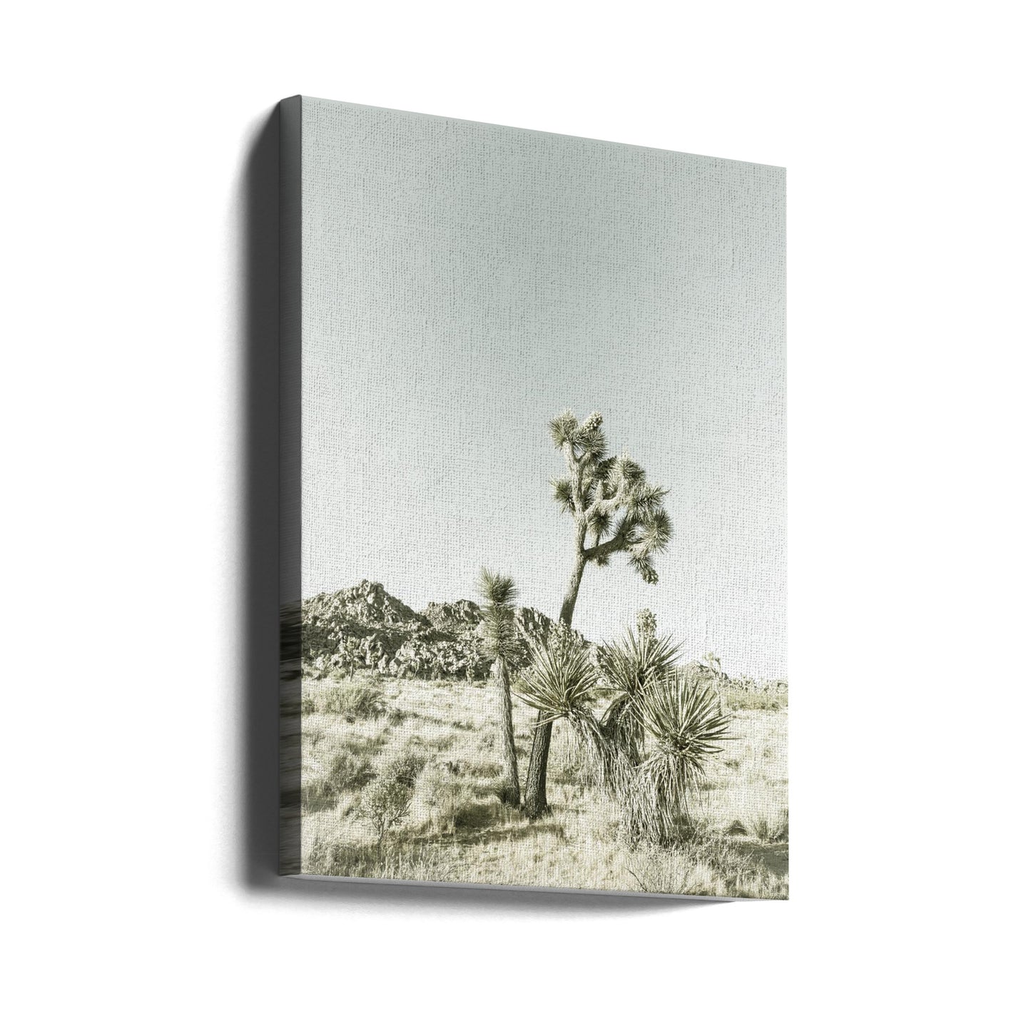 Vintage-Eindruck des Joshua Tree Nationalparks | Leinwand-Bilder