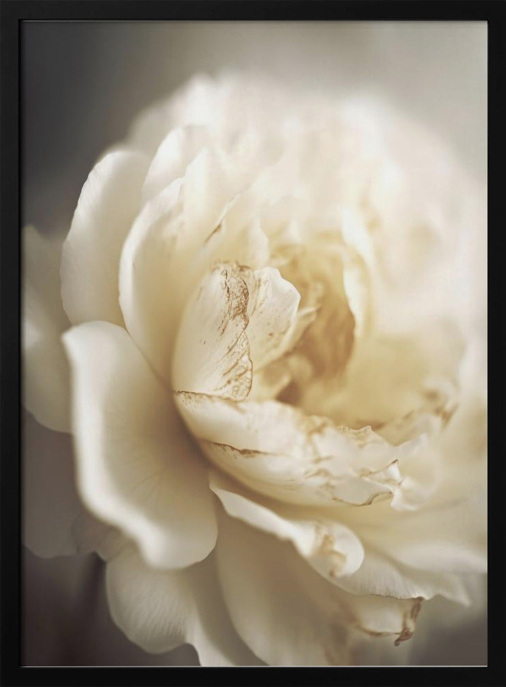 Peonyinsoftlight | Poster