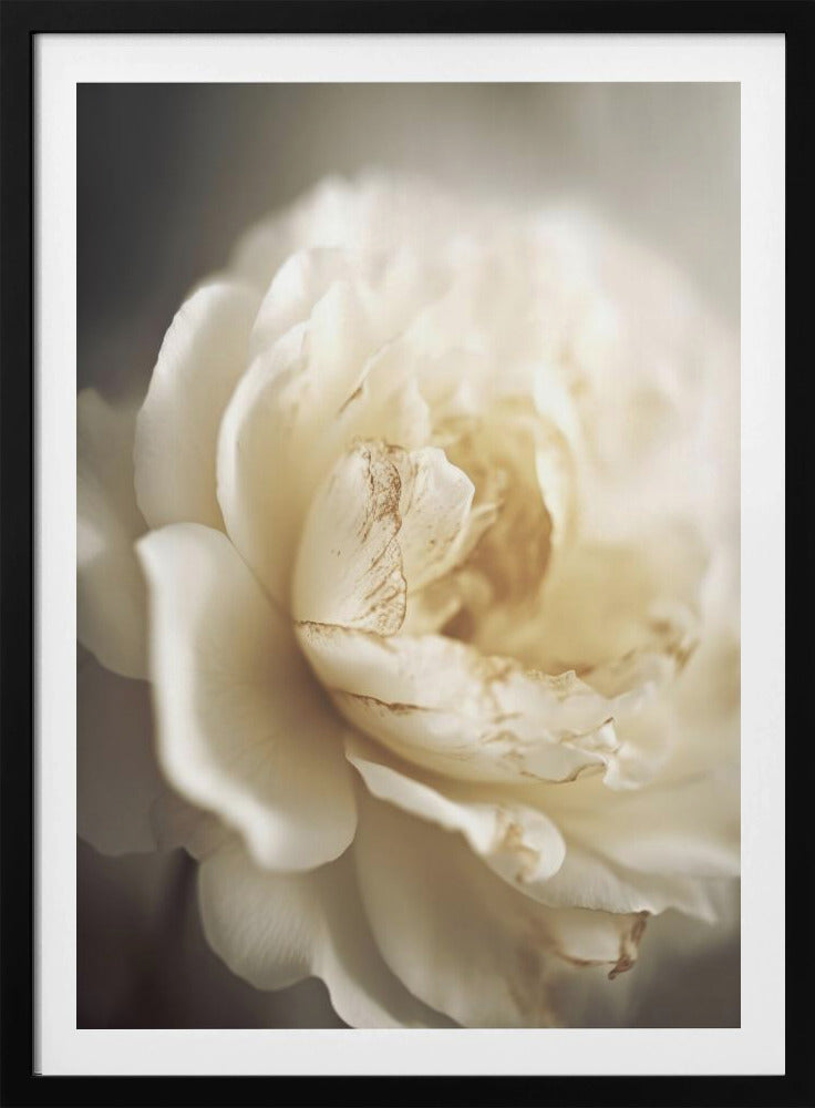Peonyinsoftlight | Poster
