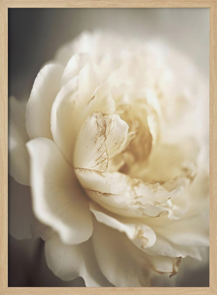 Peonyinsoftlight | Poster