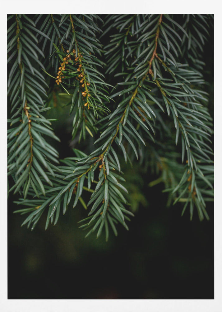 Winter Branches 7 | Poster