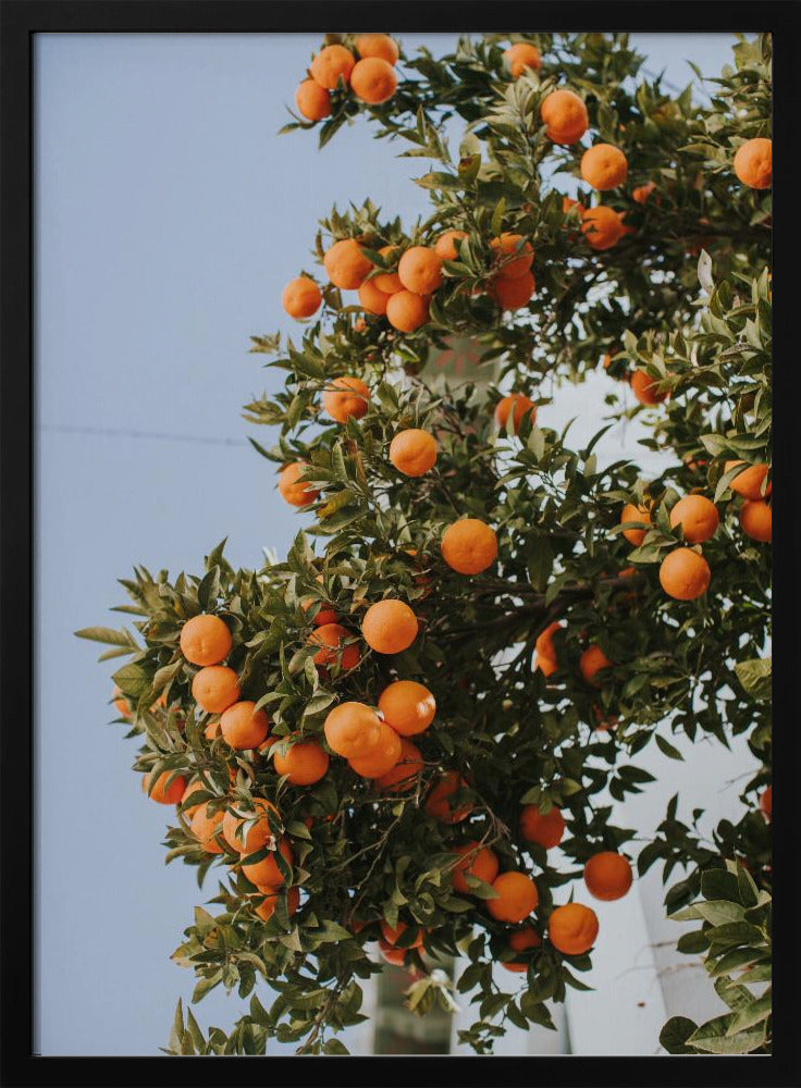Oranges in Seville | Poster