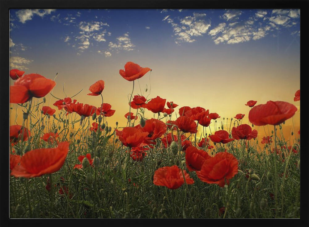 Mohnblumen | Poster - Kunstdruck