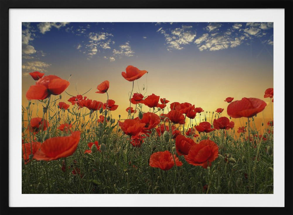 Mohnblumen | Poster - Kunstdruck