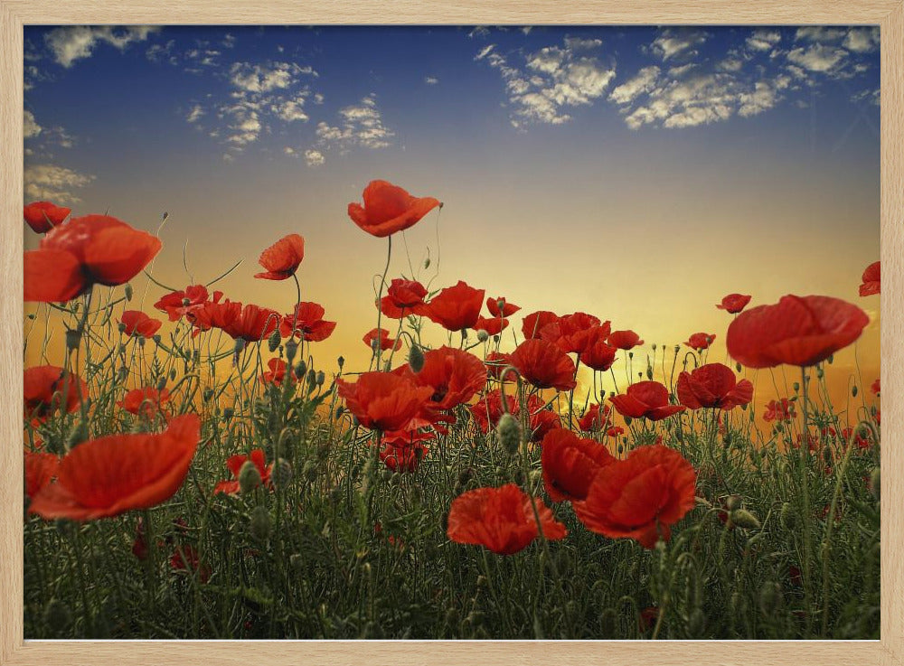 Mohnblumen | Poster - Kunstdruck