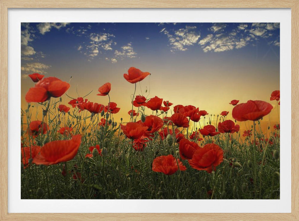 Mohnblumen | Poster - Kunstdruck