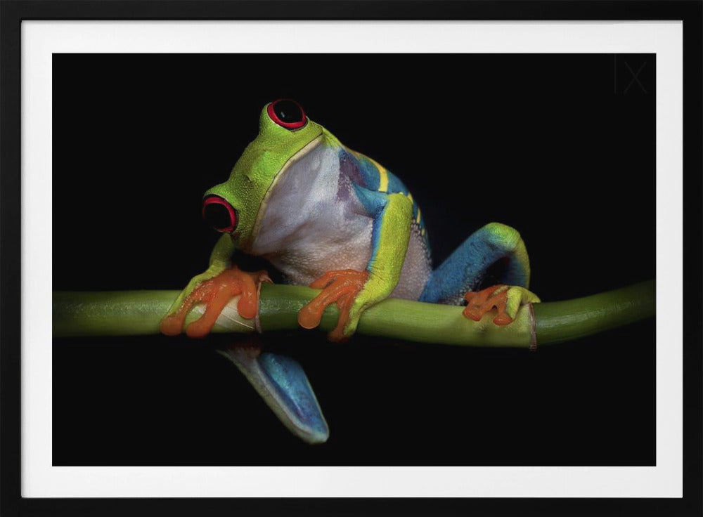 Curiosidad | Posters - Impresiones de Arte