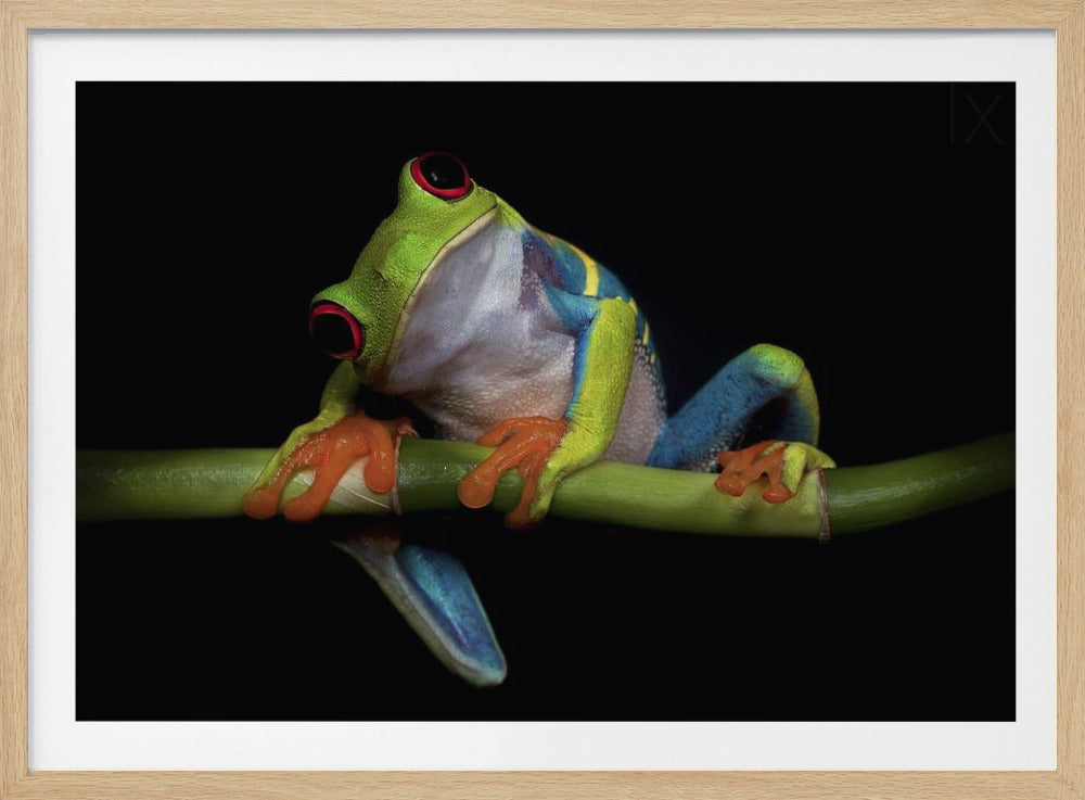 Curiosidad | Posters - Impresiones de Arte