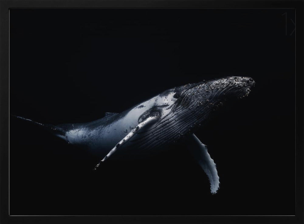 Black & Whale | Poster