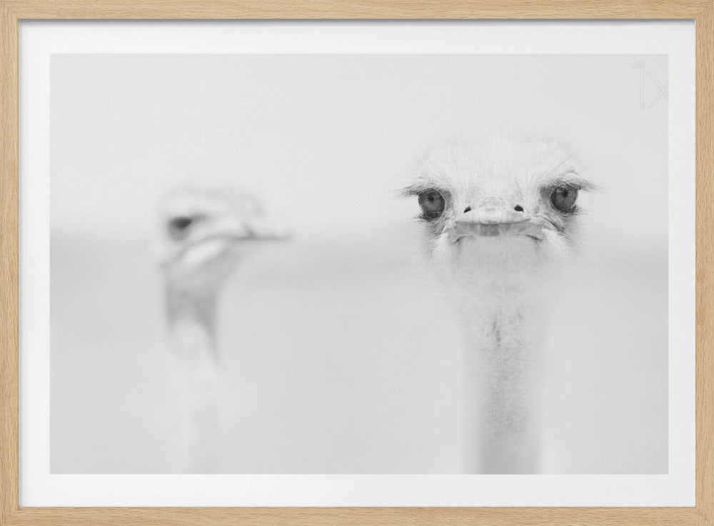 avestruz gracioso Posters - Impresiones de Arte
