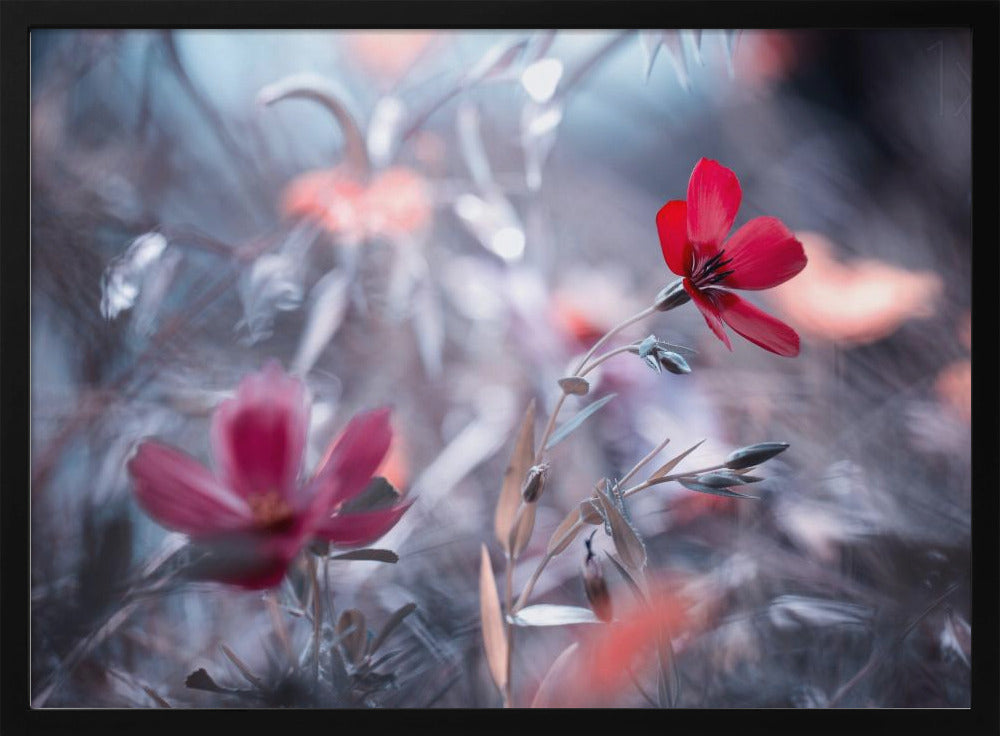 Une Fleur, une Histoire | Posters - Affiche Artistique
