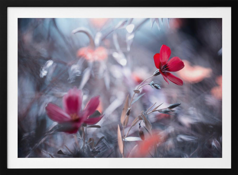 Une Fleur, une Histoire | Posters - Affiche Artistique