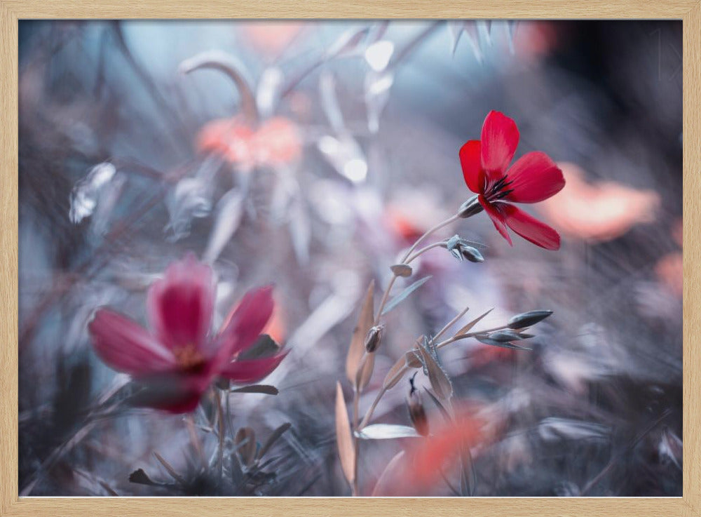 Une Fleur, une Histoire | Posters - Affiche Artistique