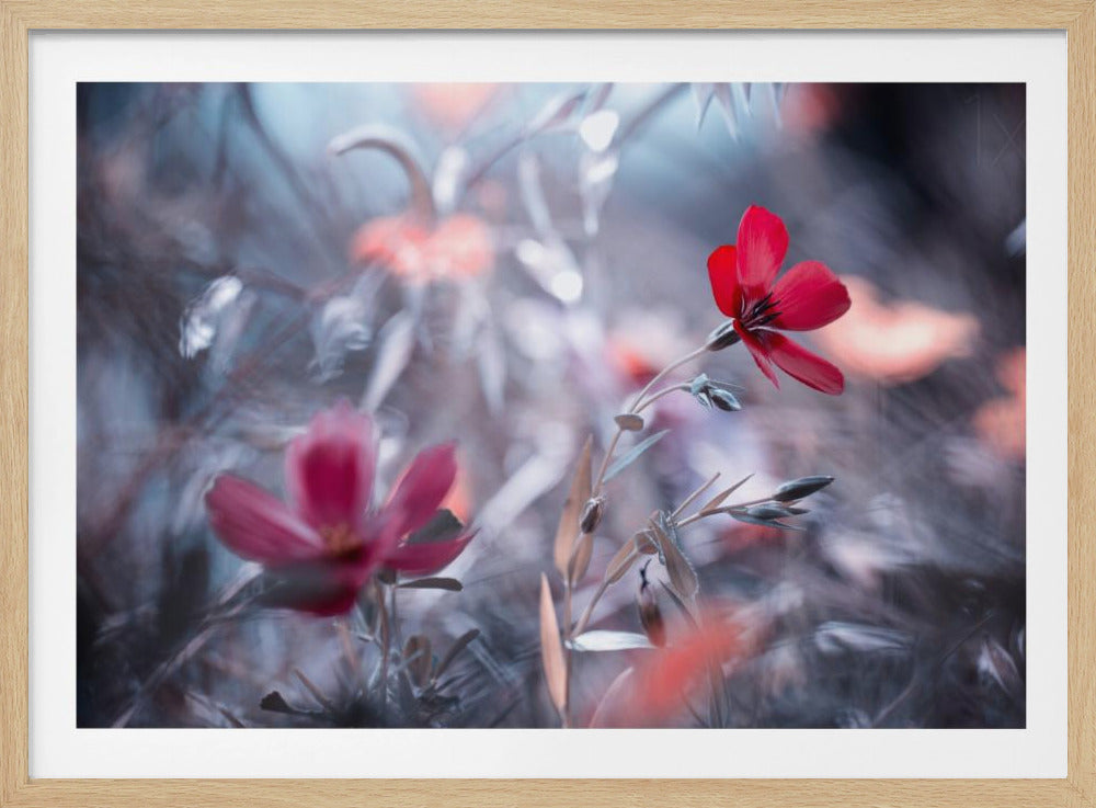 Une Fleur, une Histoire | Posters - Affiche Artistique