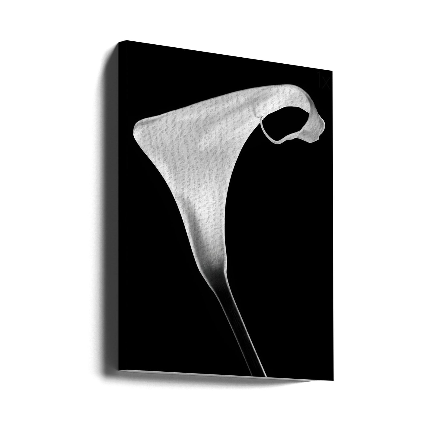 Calla | Leinwand-Bilder