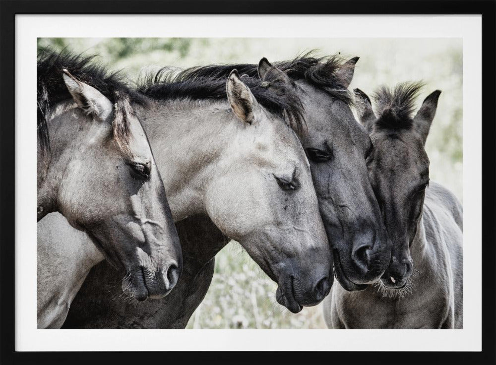 Cuatro caballos Konik | Posters - Impresiones de Arte