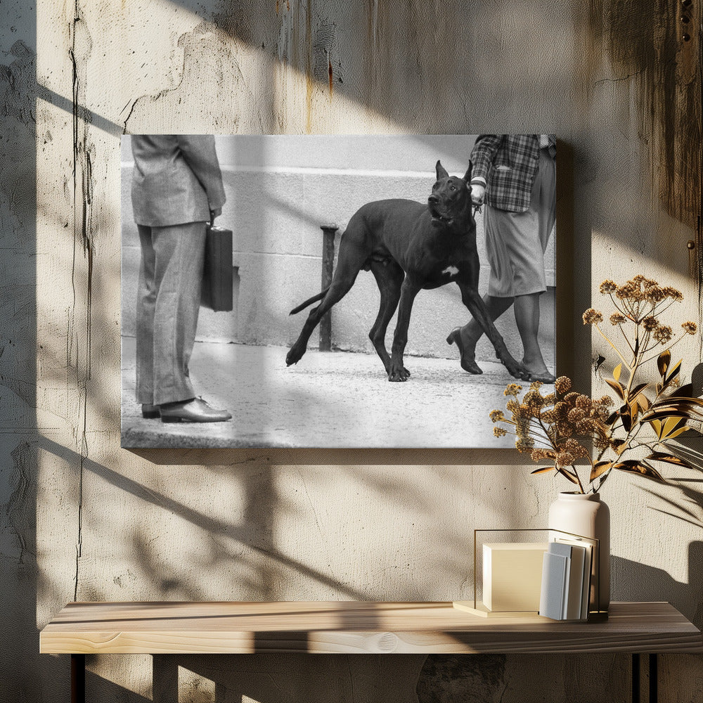 Deutsche Dogge Bodyguard (aus der Serie „Boy meets girl“) | Leinwand-Bilder