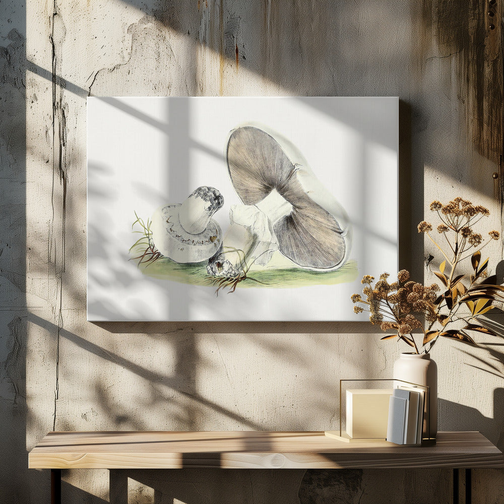 Handritad hästsvamp | Canvas
