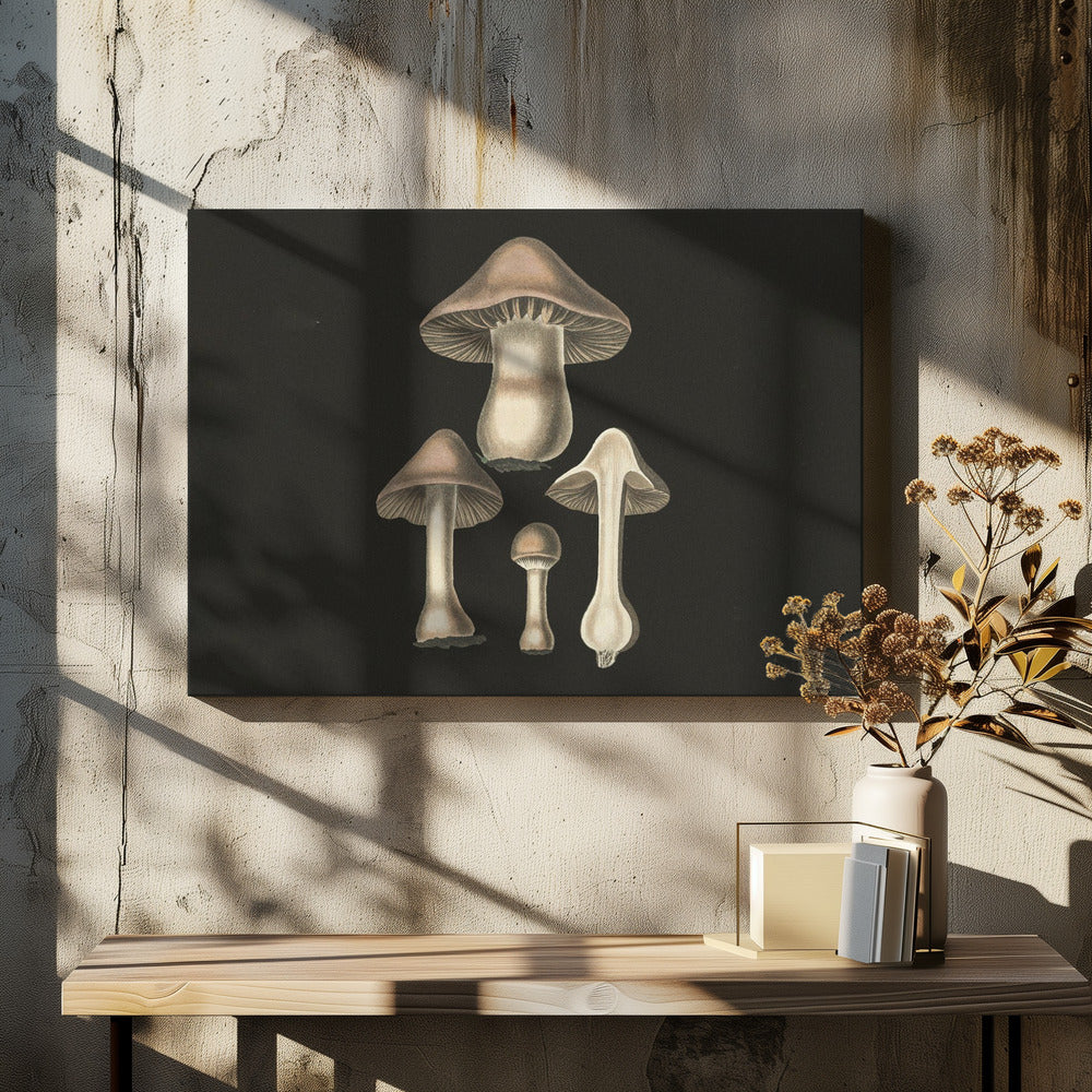 Agaricus Bulbosus Fondo Oscuro | Impresiones en Lienzo