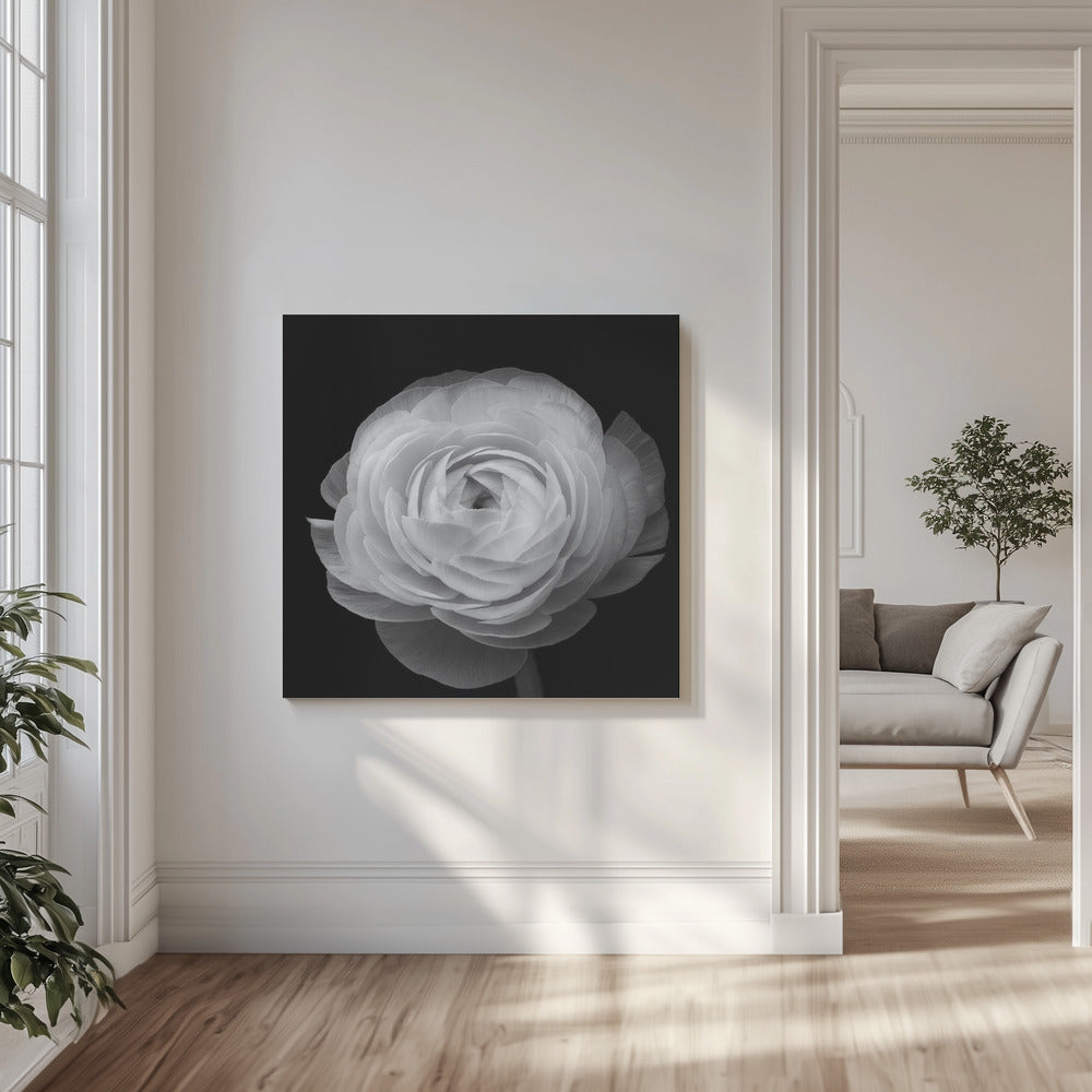 Renoncule | Tableaux sur Toile