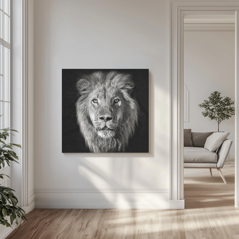Portrait de lion-Panthera Leo | Tableaux sur Toile