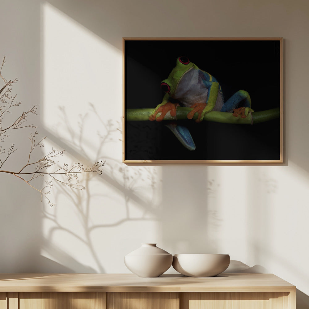 Curiosidad | Posters - Impresiones de Arte