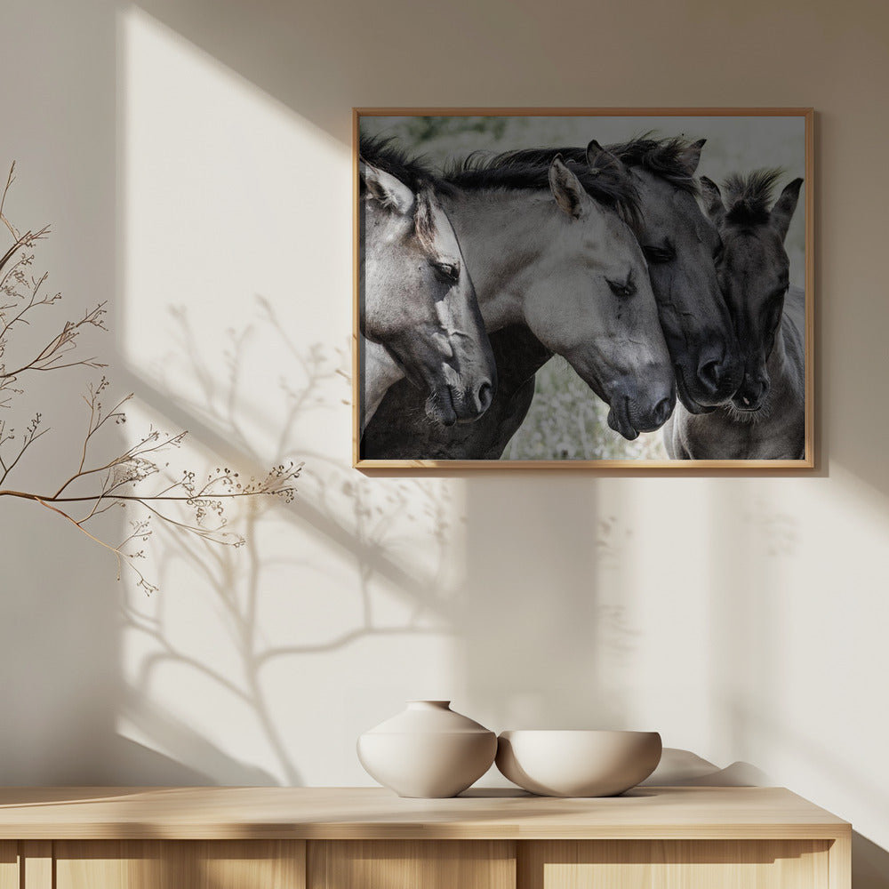 Cuatro caballos Konik | Posters - Impresiones de Arte