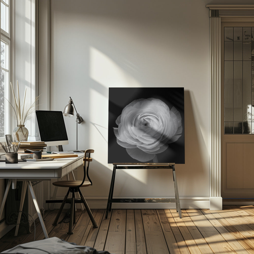Renoncule | Tableaux sur Toile