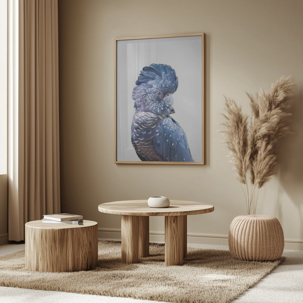 Svart kakadua | Poster
