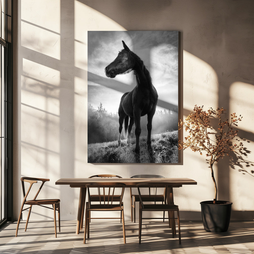 Baggrundsbelyst hest | Lærredsbilleder