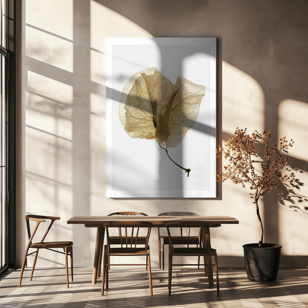 Bougainvillea Study No3 | Canvas