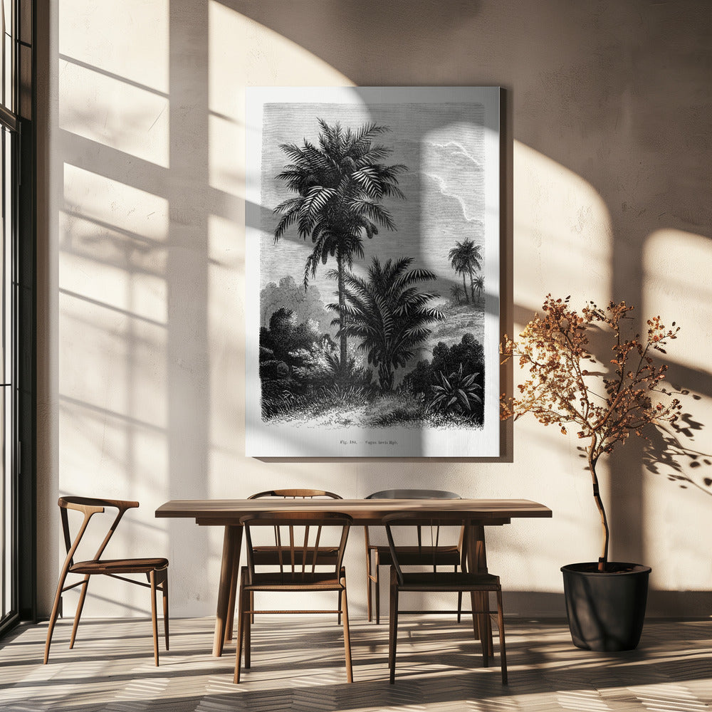 Vintage-Palmenzeichnung V | Leinwand-Bilder