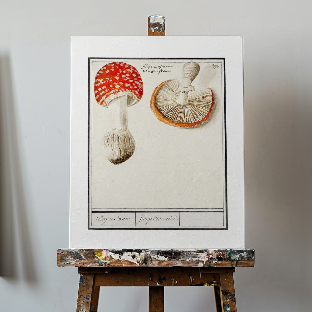 Fly Agaric, Amanita Muscaria | Impresiones en Lienzo
