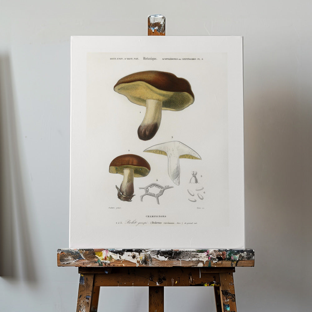 Pilz (Steinpilz Circinans) | Leinwand-Bilder