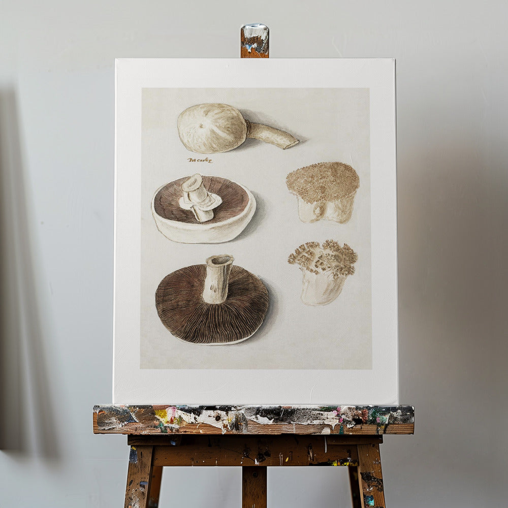 Gewöhnlicher Wiesenchampignon, Agaricus Campestris stehend | Leinwand-Bilder