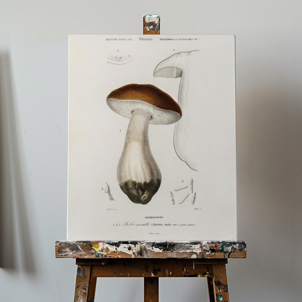 Steinpilz (Boletus Edulis) | Leinwand-Bilder