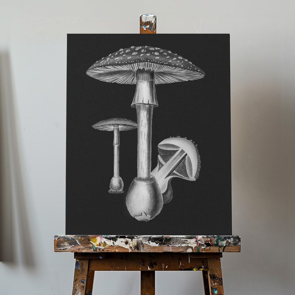 Amanita Muscaria Fond sombre N/B | Tableaux sur Toile