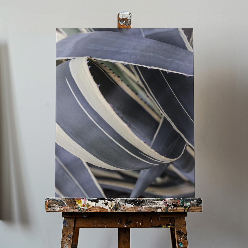 Agave Whorls | Canvas