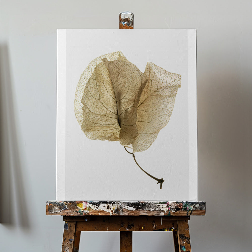 Bougainvillea Study No3 | Canvas