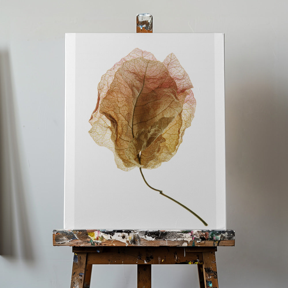 Bougainvillea-Studie Nr. 6 | Leinwand-Bilder