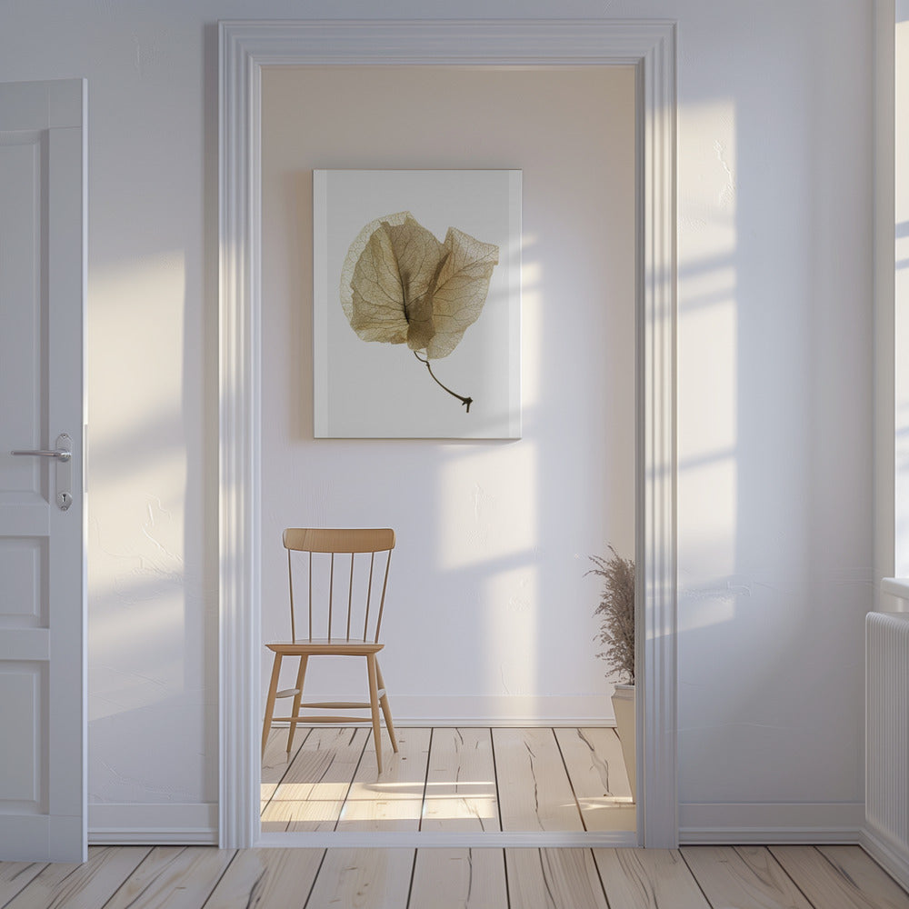 Bougainvillea Study No3 | Canvas