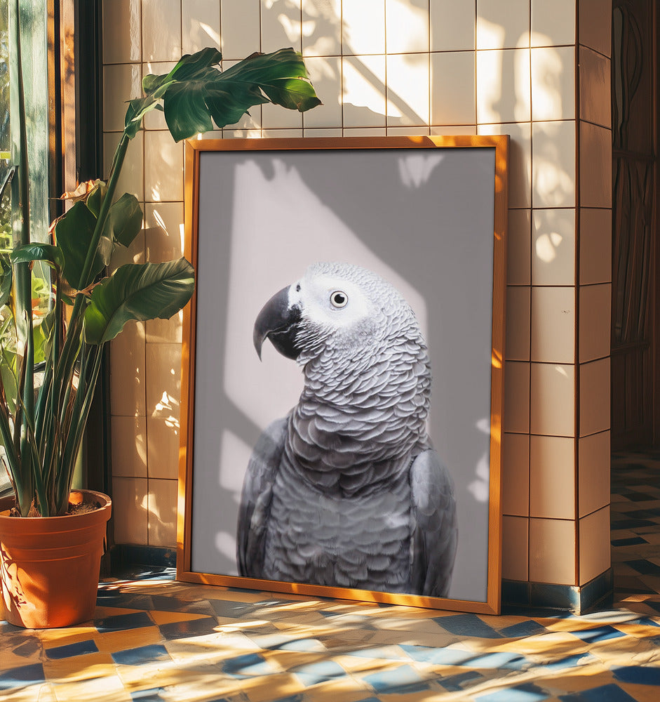 African Grey | Poster