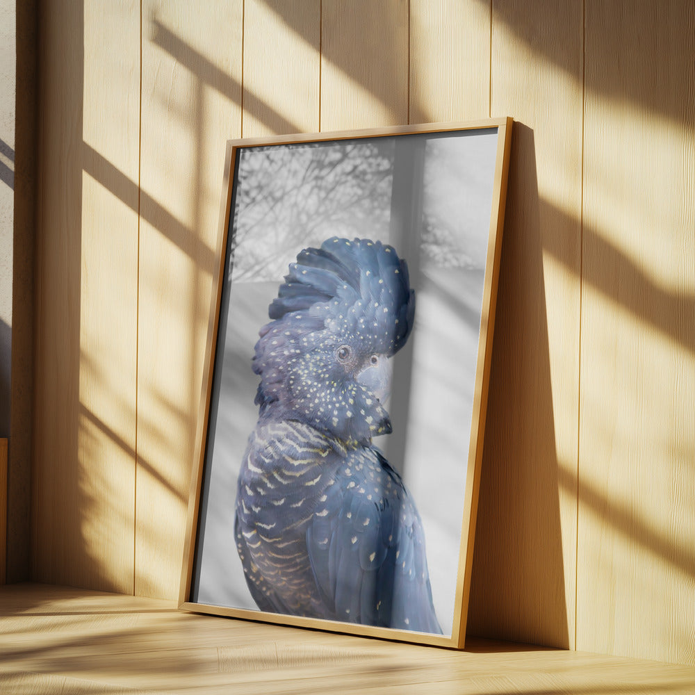Svart kakadua | Poster
