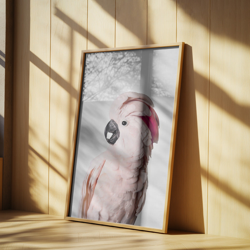 Cacatúa rosa Posters - Impresiones de Arte